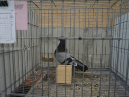 XIV Concurso Exposición de Palomas de Raza en Mula 2024